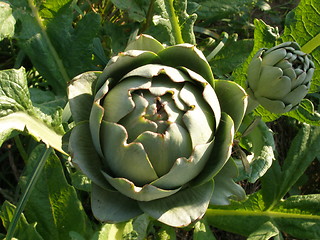 Image showing artichoke