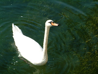 Image showing nice swan