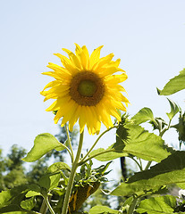 Image showing sunflower