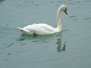 Image showing white swan (little)