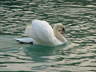 Image showing Big swan