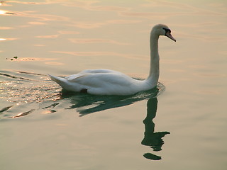 Image showing kind swan