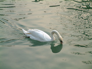 Image showing drinkin' swan