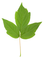 Image showing leaf