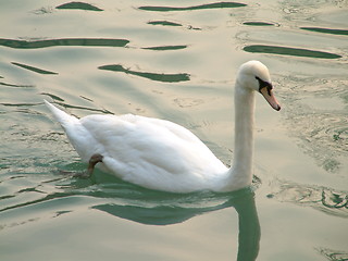 Image showing swan