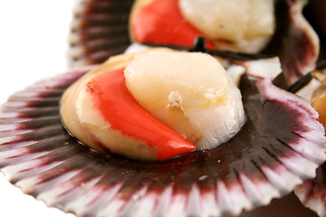 Image showing Sea Scallops