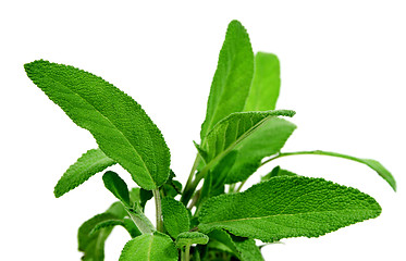 Image showing Fresh Sage