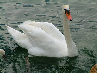 Image showing female swan