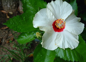 Image showing nice flower
