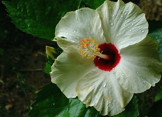 Image showing white flower