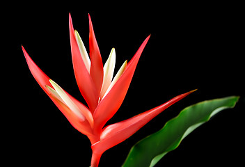 Image showing Heliconia 1