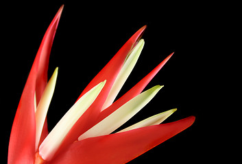 Image showing Heliconia 3