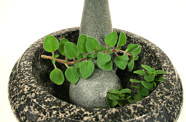 Image showing Mortar And Pestle With Oregano