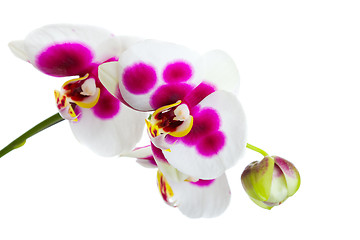 Image showing Orchid