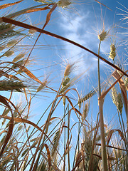 Image showing Cereals