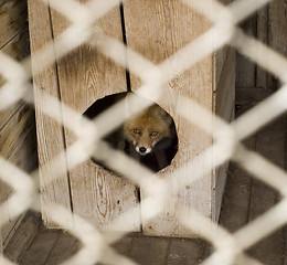 Image showing fox in the zoo