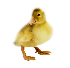 Image showing cute duckling