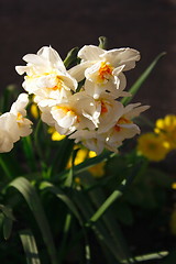 Image showing daffodils growing in the garden