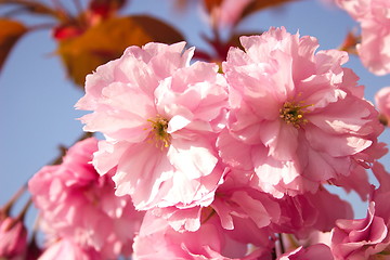 Image showing cherry blossom