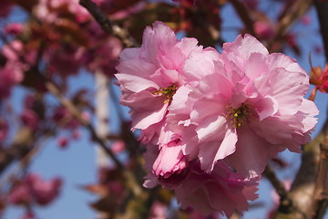 Image showing cherry blossom