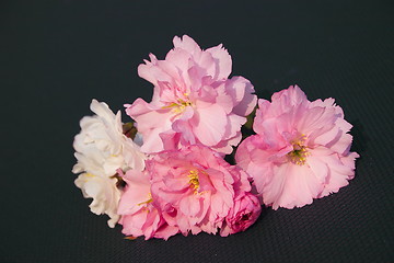 Image showing cherry blossom 