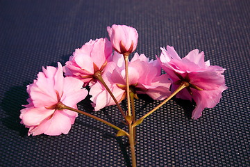 Image showing pink cherry blossom