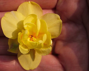 Image showing narcissus in hand left 