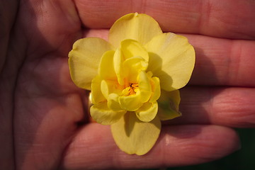 Image showing narcissus in a hand