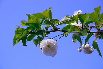 Image showing white cherry blossom