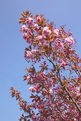 Image showing cherry blossom