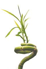 Image showing twisted bamboo isolated
