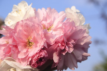 Image showing bunch of cherry blossom