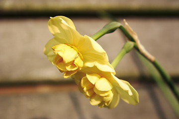 Image showing narcissus