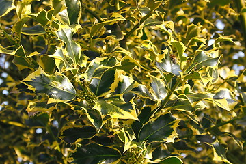 Image showing holly bush