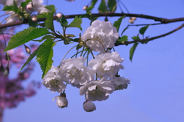 Image showing white cherry blossom