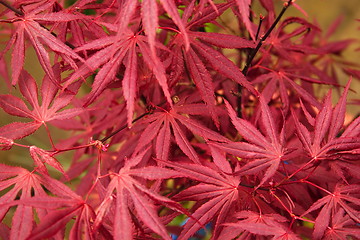 Image showing japanese maple