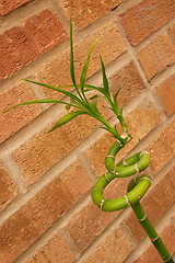 Image showing twisted bamboo against a wall