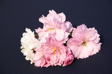 Image showing pink and white cherry blossoms