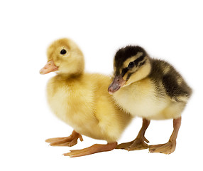 Image showing two ducklings