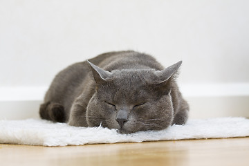 Image showing sleepy gray cat