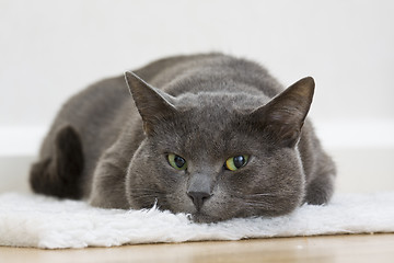 Image showing gray cat