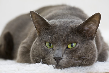 Image showing gray cat