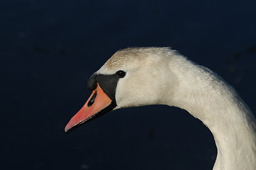 Image showing Swan_7_27.04.2005