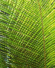 Image showing Palm Leaves