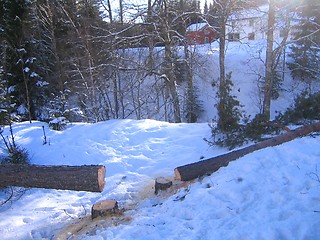 Image showing Fallen trees