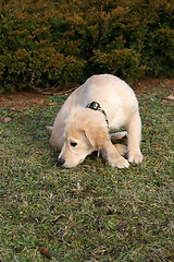 Image showing Golden Retriever Puppy Sniffing