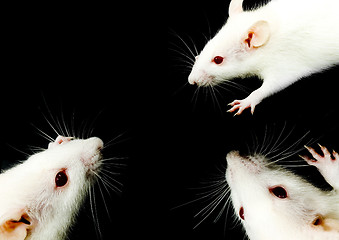 Image showing White Rat Trio