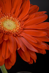 Image showing red gerbera