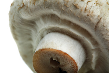 Image showing Mushroom