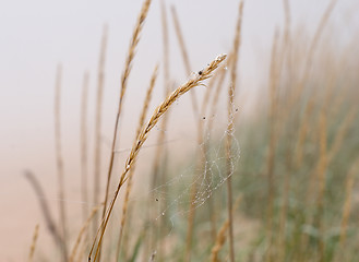 Image showing foggy grass